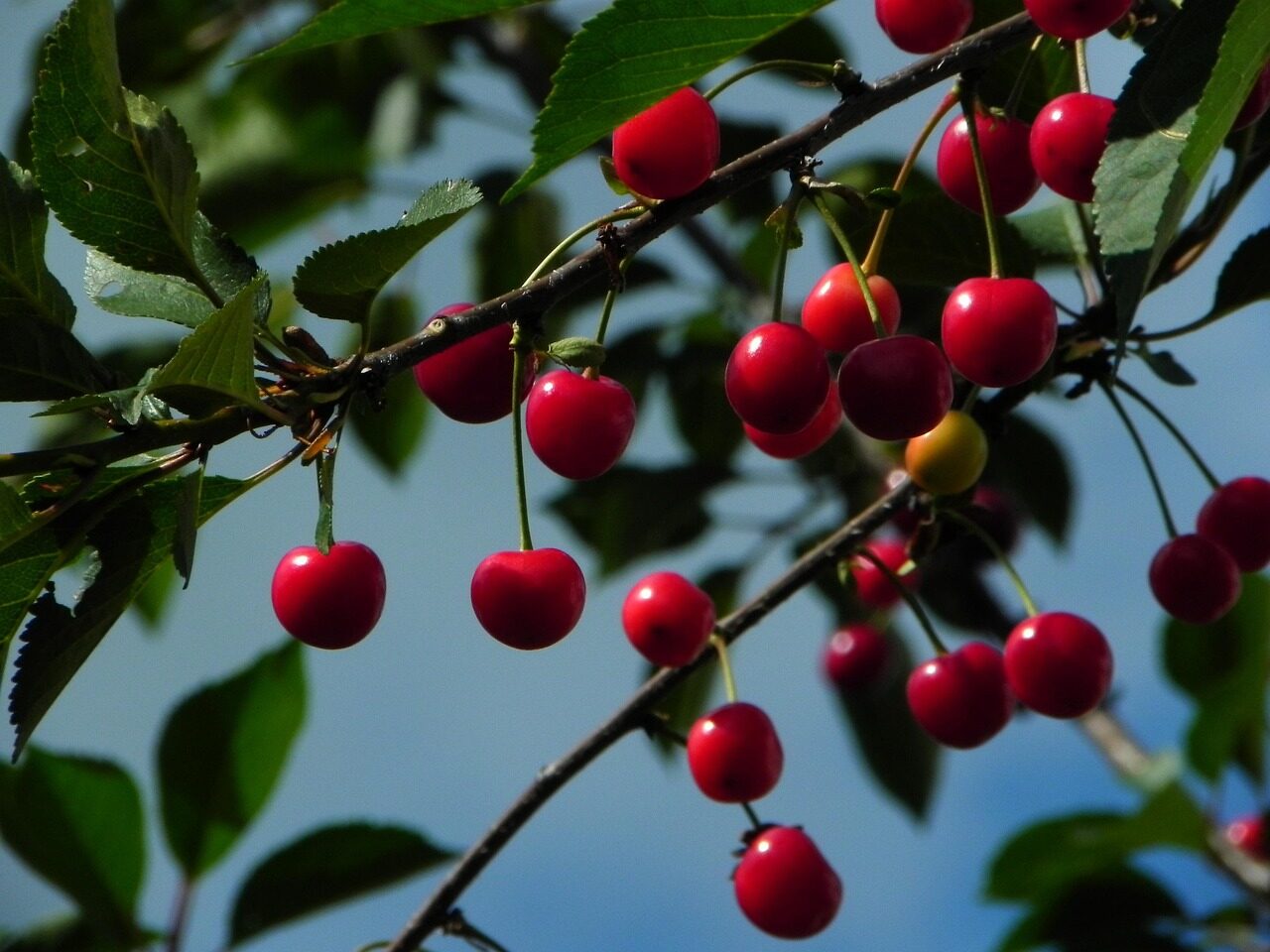 cherries, sour cherries, morello, fruit, red, summer, food, harvest, ripe, nature, garden, stone fruit, cherry tree, cherries, cherries, cherries, cherries, cherry tree, cherry tree, cherry tree, cherry tree, cherry tree